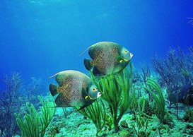 環(huán)境影響評(píng)價(jià)、排污許可證、應(yīng)急預(yù)案